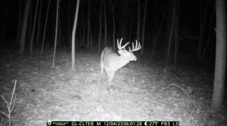 Photo of a buck taken at night on a Spartan camera