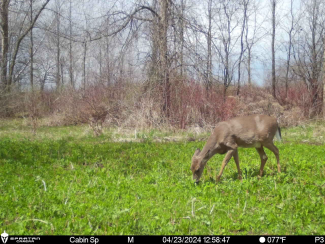 Still image from a Spartan camera showcasing a pregnant doe eating grass.
