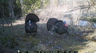 Two tom turkeys captured on a Spartan camera walking through the woods 