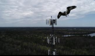 Osprey flying in front of a Cellcom cell tower with woods in the background.